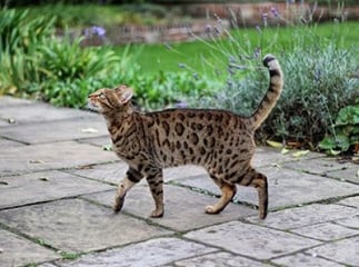 chat York chocolat